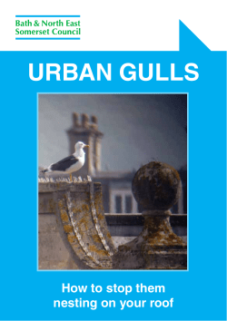urban gulls