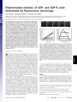 and ADP-Pi-actin determined by fluorescence microscopy