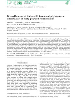Diversification of lindsaeoid ferns and phylogenetic uncertainty of