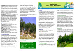 Radiata pine - Taranaki Regional Council