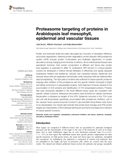 Proteasome targeting of proteins in Arabidopsis leaf mesophyll