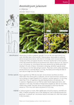 Anomobryum julaceum