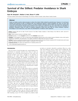 Survival of the Stillest: Predator Avoidance in Shark Embryos