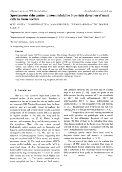 Spontaneous skin canine tumors: toluidine blue stain