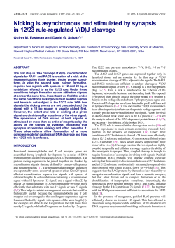 Nicking is asynchronous and stimulated by synapsis in 12/23 rule