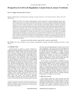 Perspectives in Cell Cycle Regulation: Lessons
