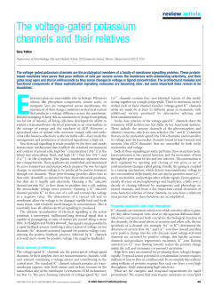 The voltage-gated potassium channels and their