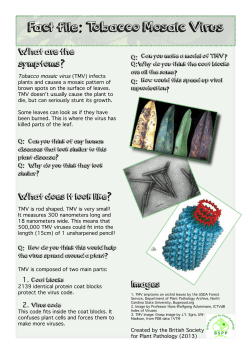Fact file: Tobacco Mosaic Virus - British Society for Plant Pathology