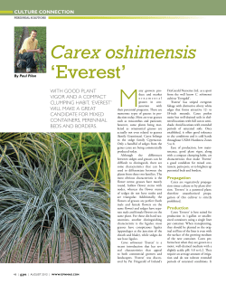Perennial Solutions: Carex oshimensis `Everest`