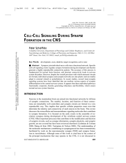 cell-cell signaling during synapse formation in the cns