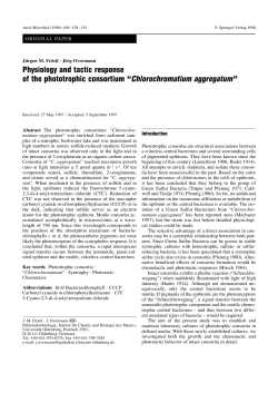 Physiology and tactic response of the phototrophic consortium
