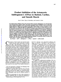 Product Inhibition of the Actomyosin Subfragment