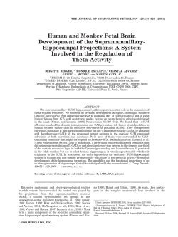 Human and Monkey Fetal Brain Development of the