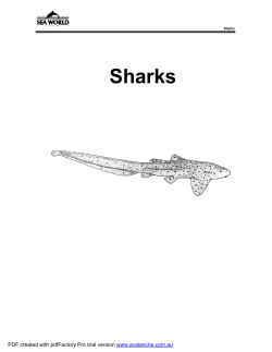 Sharks - Sea World