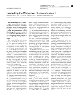 Unwinding the Wnt action of Casein Kinase 1