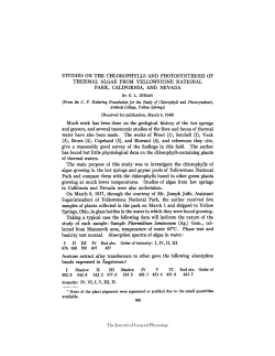 STUDIES ON THE CHLOROPHYLLS AND