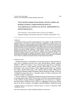 thylakoid formation from coiled lamellar bodies during