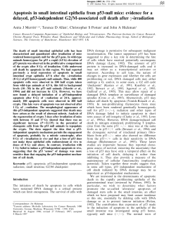Apoptosis in small intestinal epithelia from p53-null mice