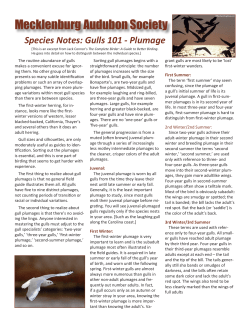 Gulls - Mecklenburg Audubon Society