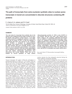 The path of transcripts from extra-nucleolar synthetic sites to nuclear