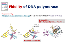 Fidelity of DNA polymerase