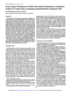 Drug Transport Mechanisms in HL60 Cells