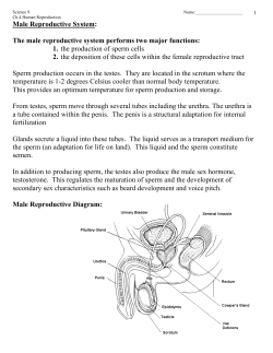 Male Reproductive System