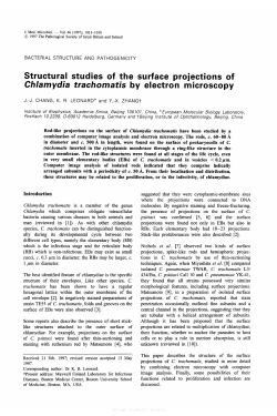Chlamydia trachomatis by electron microscopy