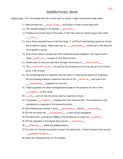 Animallike Protists &ndash; Review