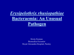 Erysipelothrix rhusiopathiae Bacteraemia: An Unusual Pathogen