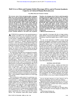 Half-Lives of Beta and Gamma Globin Messenger