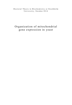 Organization of mitochondrial gene expression in yeast