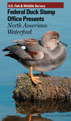 Federal Duck Stamp Office Presents North American Waterfowl