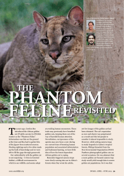 Ten years ago, Gordon Boy introduced the African golden cat