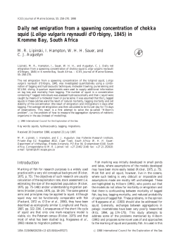 Daily net emigration from a spawning concentration of chokka squid