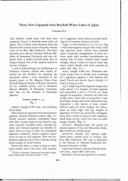 Three New Copepods from Brackish