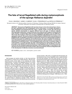The fate of larval flagellated cells during metamorphosis of the