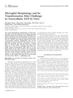 Microglial morphology and its transformation after challenge