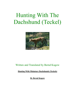 Hunting With The Dachshund (Teckel)