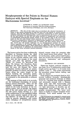 Morphogenesis of the Palate in Normal Human