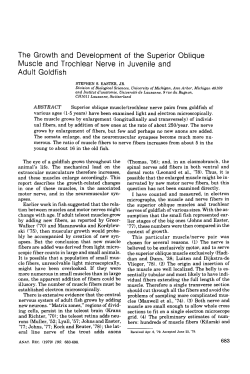 The Growth and Development of the Superior Oblique
