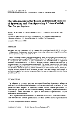 Steroidogenesis in the Testes and Seminal Vesicles of Spawning