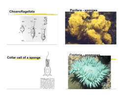 Choanoflagellata Porifera - sponges Collar cell of a sponge