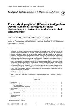 The cerebral ganglia of Milnesium tardigradum Doyre (Apochela