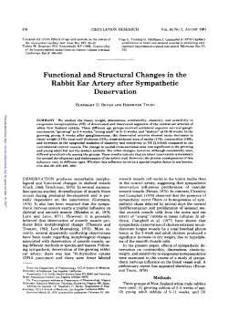 Functional and Structural Changes in the Rabbit Ear Artery after