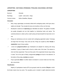 LEPIDOPTERA - NOCTUIDAE, SPHINGIDAE, PYRALIDAE