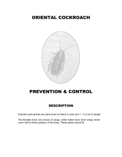 oriental cockroach - the County of Santa Clara