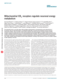 Mitochondrial CB1 receptors regulate neuronal energy
