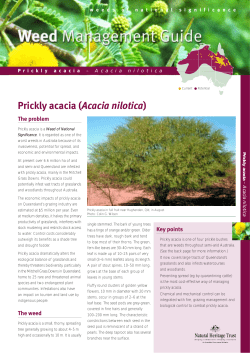 Prickly acacia (Acacia nilotica) - Australian Association of Bush