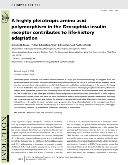 A highly pleiotropic amino acid polymorphism in the Drosophila